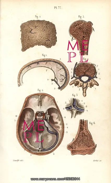 : Sinuses or cavities in skull, humerus and vertebrae : Sinuses or cavities in skull, humerus and vertebrae