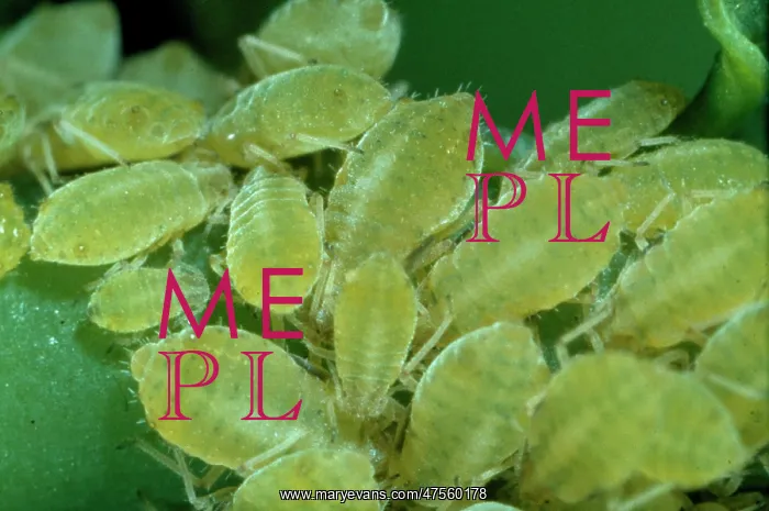: Sipha glyceriae, aphids : Sipha glyceriae, aphids