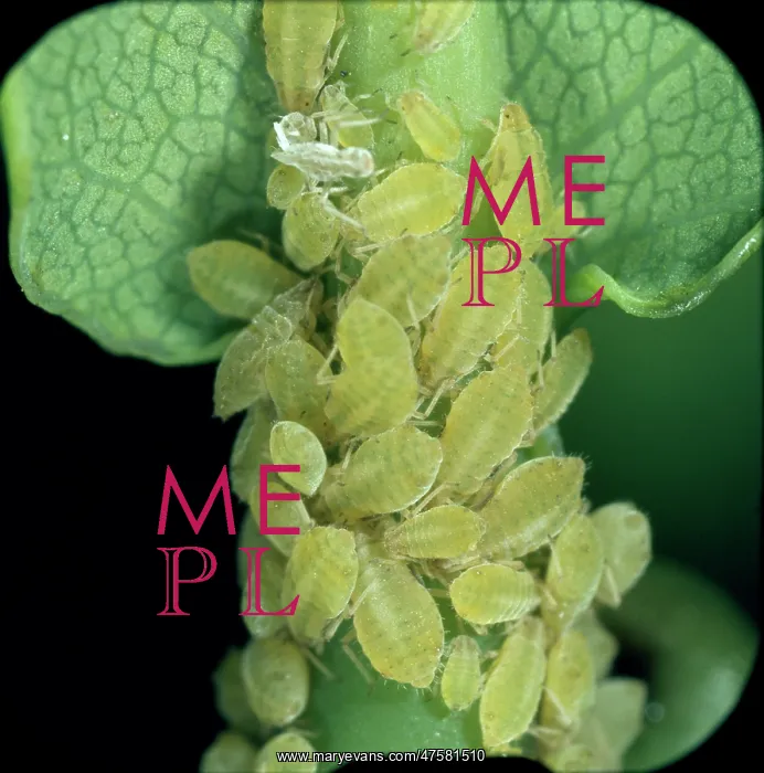 : Sipha glyceriae, aphids : Sipha glyceriae, aphids