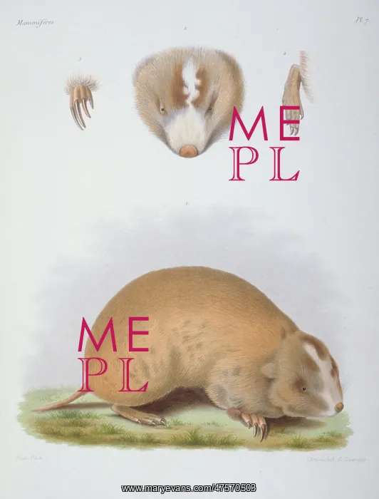 : Siphneus fontanierii, mole-rat : Siphneus fontanierii, mole-rat