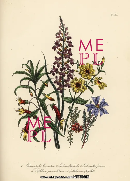 : Siphocampylos and Leschenaultia species : Siphocampylos and Leschenaultia species