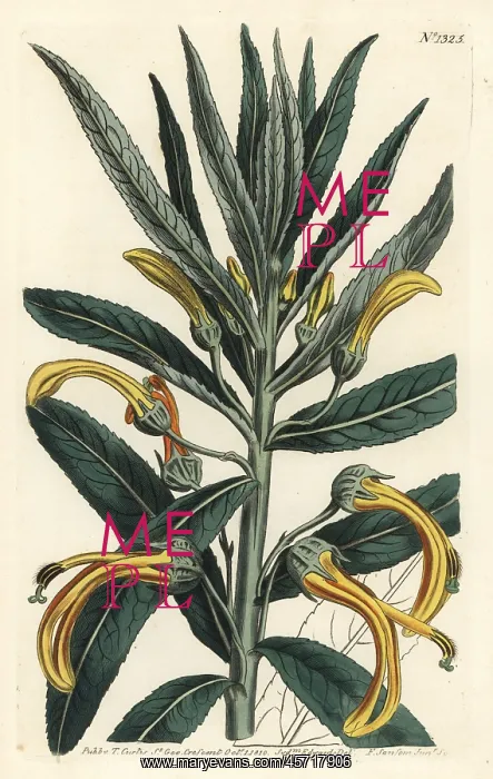: Siphocampylus giganteus (endangered) : Siphocampylus giganteus (endangered)