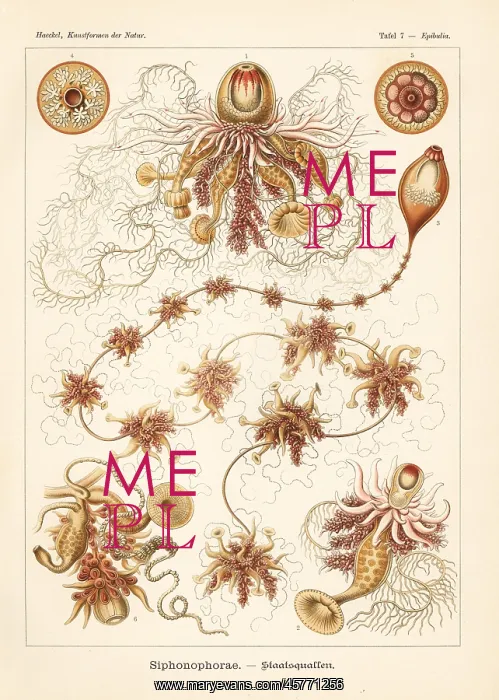 : Siphonophorae hydrozoa : Siphonophorae hydrozoa