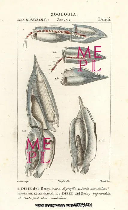 : Siphonophores, Diphyes dispar : Siphonophores, Diphyes dispar