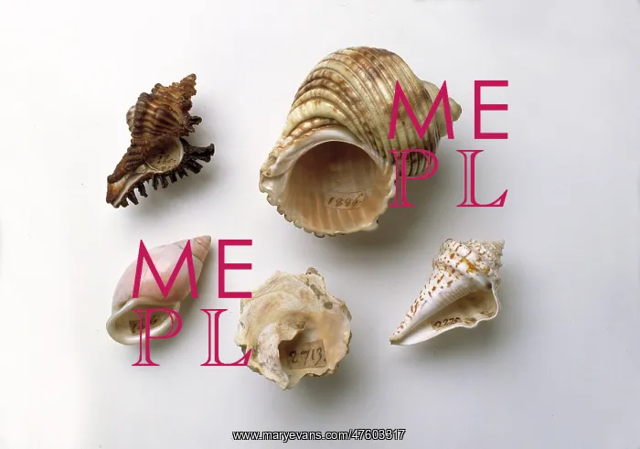 : Sir Hans Sloane's collection of shells : Sir Hans Sloane's collection of shells