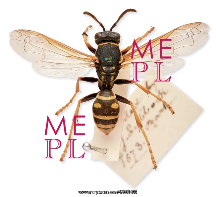 : Sir John Lubbock's pet wasp : Sir John Lubbock's pet wasp