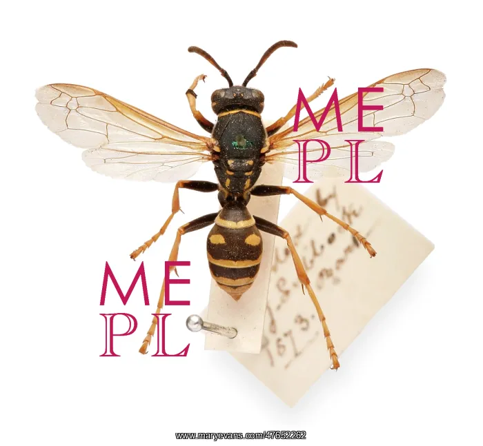 : Sir John Lubbock's pet wasp : Sir John Lubbock's pet wasp
