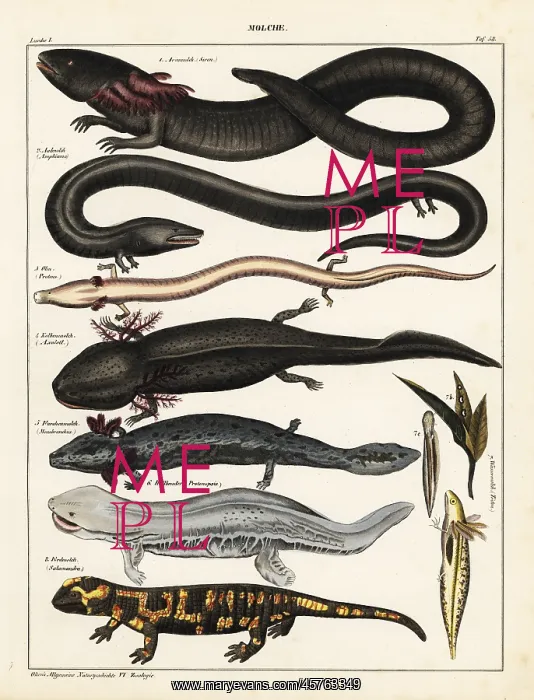 : Siren, salamander and axolotl : Siren, salamander and axolotl