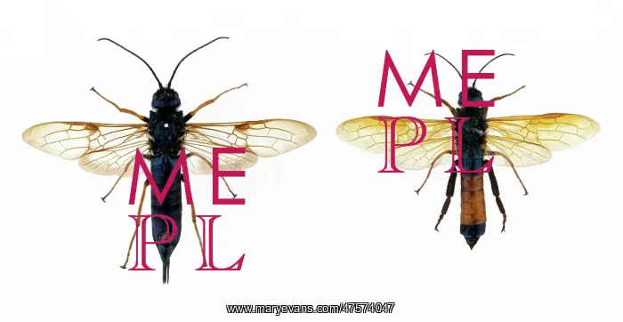 : Sirex noctilio, wood wasp : Sirex noctilio, wood wasp