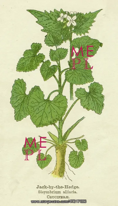 : SISYMBRIUM ALLIARIA