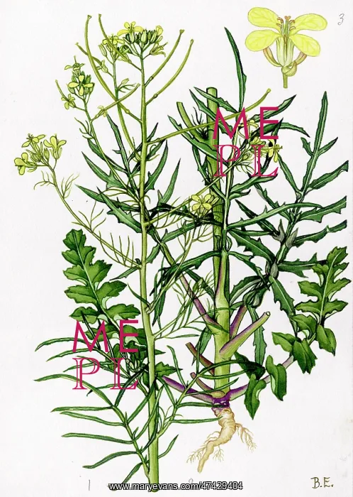 : Sisymbrium altissimum : Sisymbrium altissimum