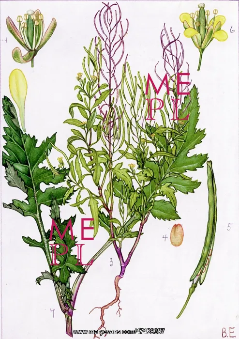 : Sisymbrium irio
