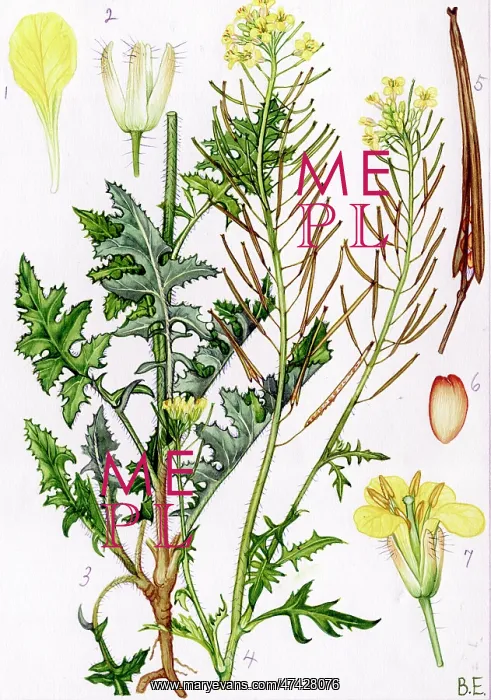 : Sisymbrium loeselii : Sisymbrium loeselii