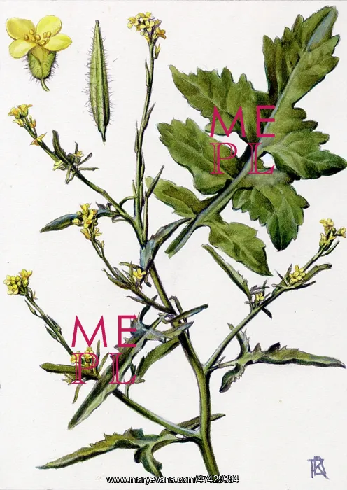  : Sisymbrium officinale
