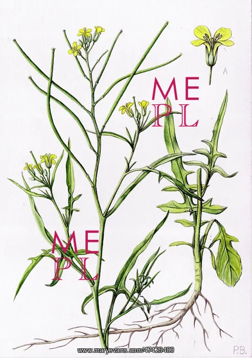 : Sisymbrium orientale