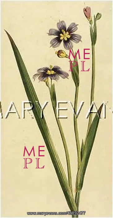  : SISYRINCHIUM IRIDOIDES