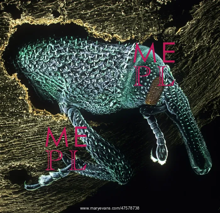 : Sitophilus granarius, grain weevil : Sitophilus granarius, grain weevil