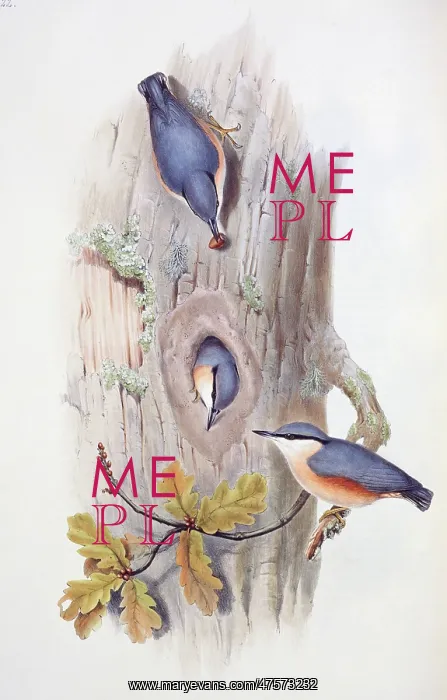: Sitta europaea, Eurasian nuthatch : Sitta europaea, Eurasian nuthatch