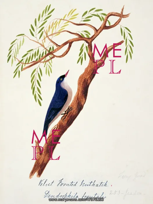 : Sitta frontalis, velvet-fronted nuthatch : Sitta frontalis, velvet-fronted nuthatch