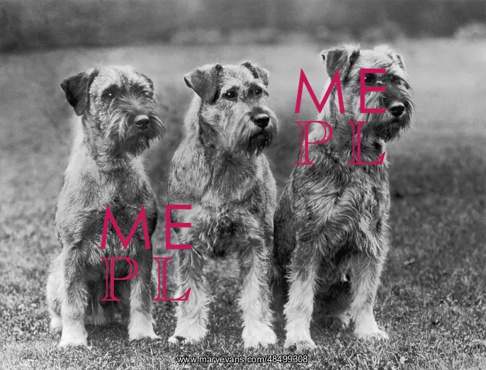 : THREE SITTING DOGS : THREE SITTING DOGS