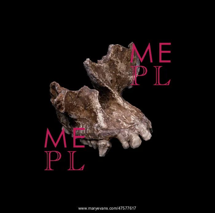 : Sivapithecus meteai cranial fragment : Sivapithecus meteai cranial fragment