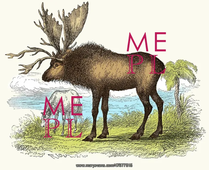 : Sivatherium, Illustration : Sivatherium, Illustration