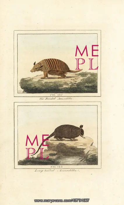 : Six-banded and nine-banded armadillo : Six-banded and nine-banded armadillo