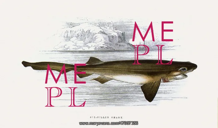  : Six-Gilled Shark