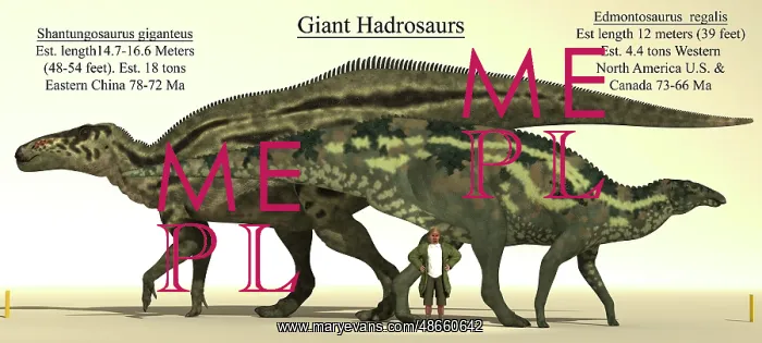 : Size comparison of two of the biggest hadrosaurs : Size comparison of two of the biggest hadrosaurs