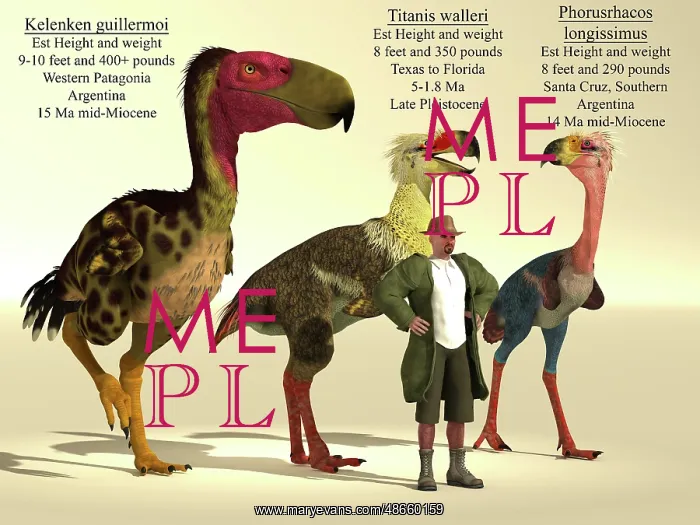 : Size comparison of three of the largest terror birds : Size comparison of three of the largest terror birds