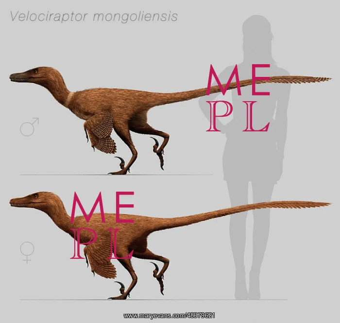 : Size comparison of Velociraptor mongoliensis to a human : Size comparison of Velociraptor mongoliensis to a human