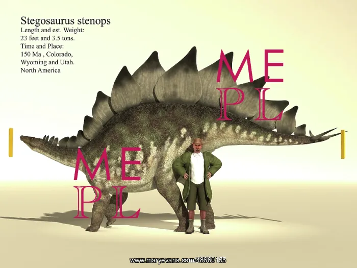 : Size reference chart of a 23 foot long Stegosaurus : Size reference chart of a 23 foot long Stegosaurus