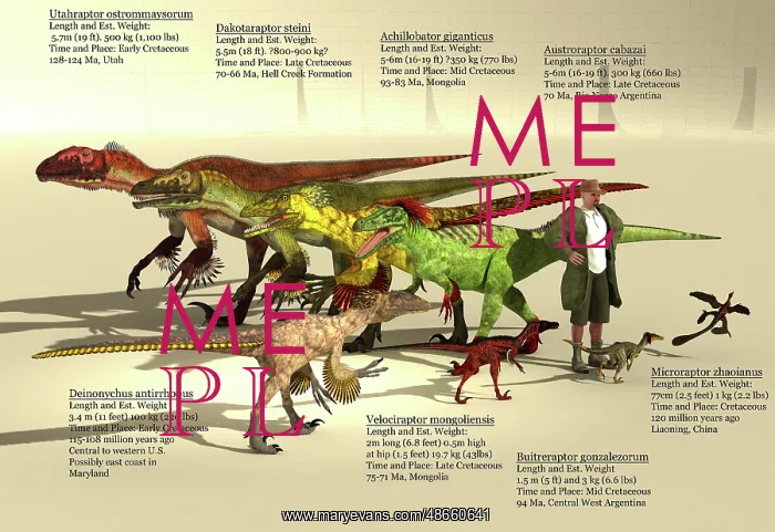 : Size reference chart of Dromaeosaurs from around the world : Size reference chart of Dromaeosaurs from around the world