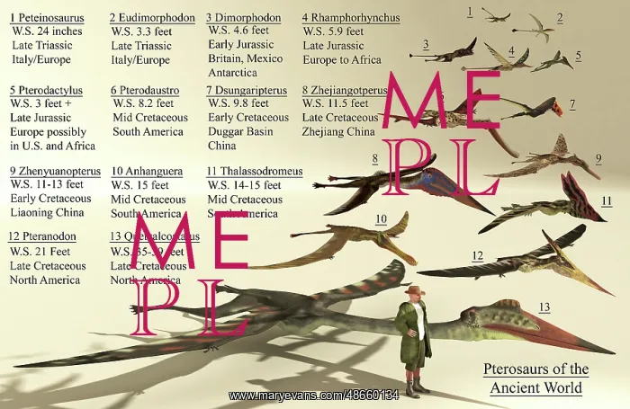 : Size reference chart of various pterosaurs from : Size reference chart of various pterosaurs from