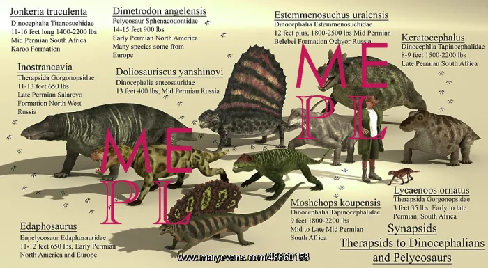 : Size reference chart of various synapsids from : Size reference chart of various synapsids from