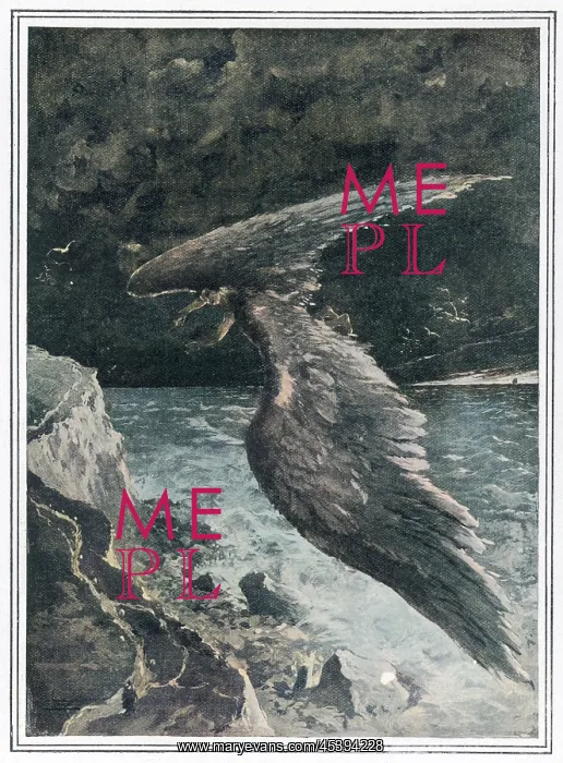 : Size of Wings Needed : Size of Wings Needed