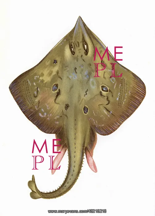 : Skate, of the Rajidae family : Skate, of the Rajidae family
