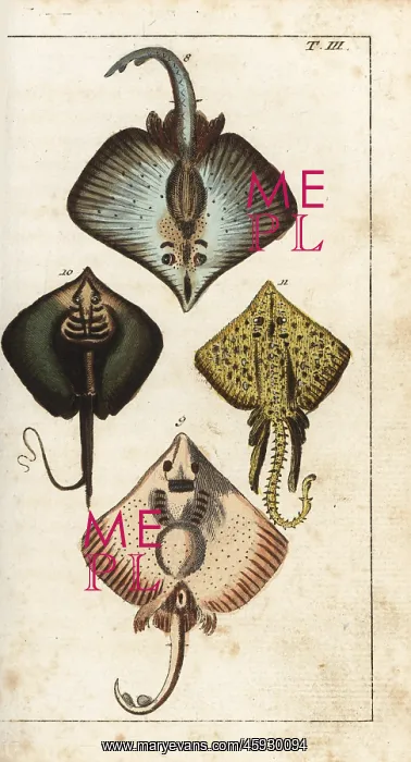 : Skate, stingray and thornback ray : Skate, stingray and thornback ray