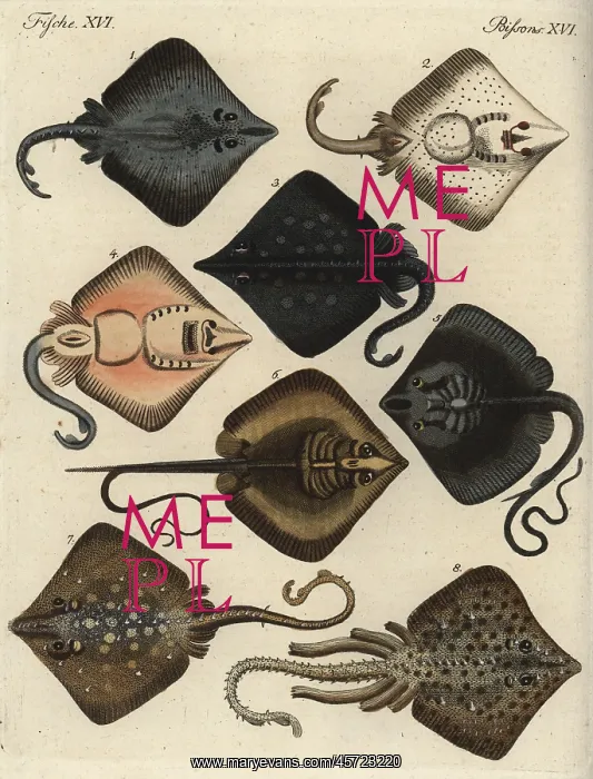 : Skates and rays : Skates and rays