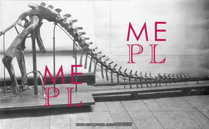 : Skeletal fragment of a dinosaur, 1909 : Skeletal fragment of a dinosaur, 1909