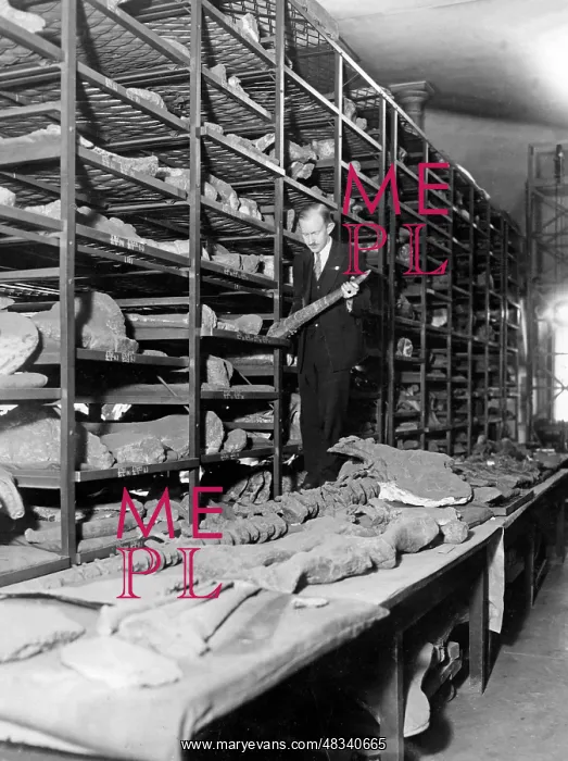 : Skeletal parts of a stegosaurus, 1929 : Skeletal parts of a stegosaurus, 1929