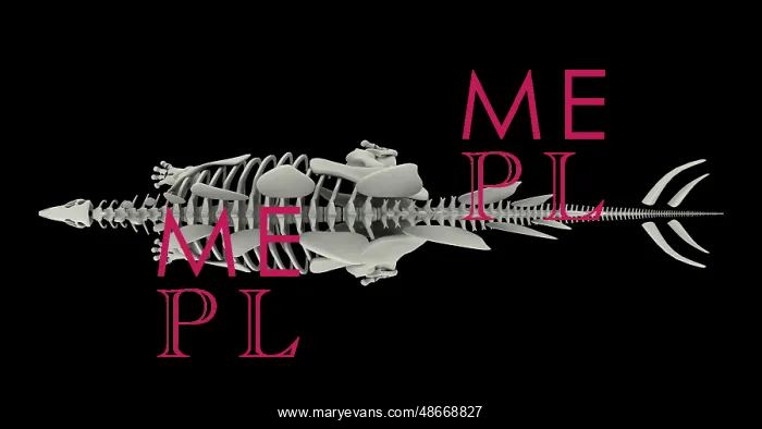 : Skeletal system of Stegosaurus, overhead view : Skeletal system of Stegosaurus, overhead view