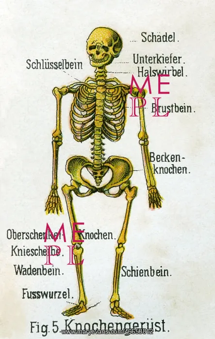 : Skeleton, 1902 : Skeleton, 1902