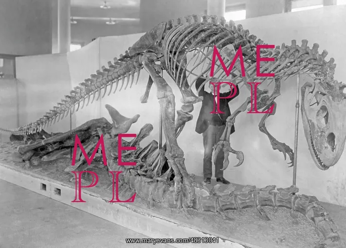 : Skeleton of an Allosaurus, 1927 : Skeleton of an Allosaurus, 1927