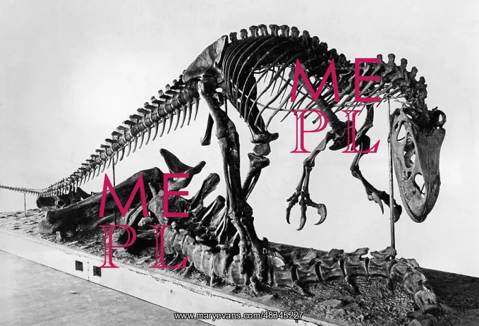 : Skeleton of an Allosaurus, 1927 : Skeleton of an Allosaurus, 1927