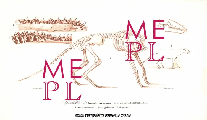 : Skeleton of the Anoplotherium commune : Skeleton of the Anoplotherium commune