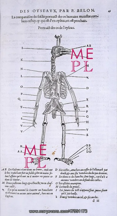 : Skeleton of a bird : Skeleton of a bird