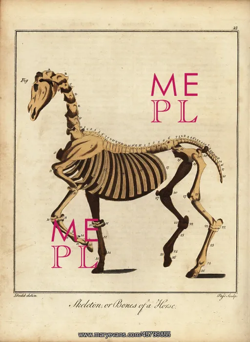 : Skeleton or bones of a horse : Skeleton or bones of a horse