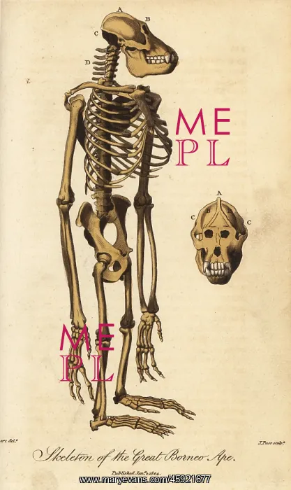 : Skeleton of the Bornean orangutan, Pongo pygmaeus : Skeleton of the Bornean orangutan, Pongo pygmaeus