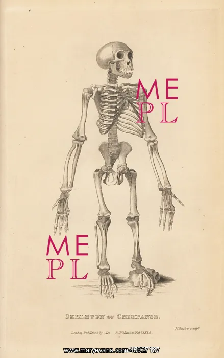 : Skeleton of the common chimpanzee, Pan troglodytes : Skeleton of the common chimpanzee, Pan troglodytes